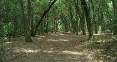 Qué árboles conviene plantar en Lomas de Zamora y cuáles pueden generar problemas  Por Sergio Lapegüe