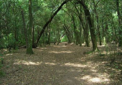 Qué árboles conviene plantar en Lomas de Zamora y cuáles pueden generar problemas  Por Sergio Lapegüe