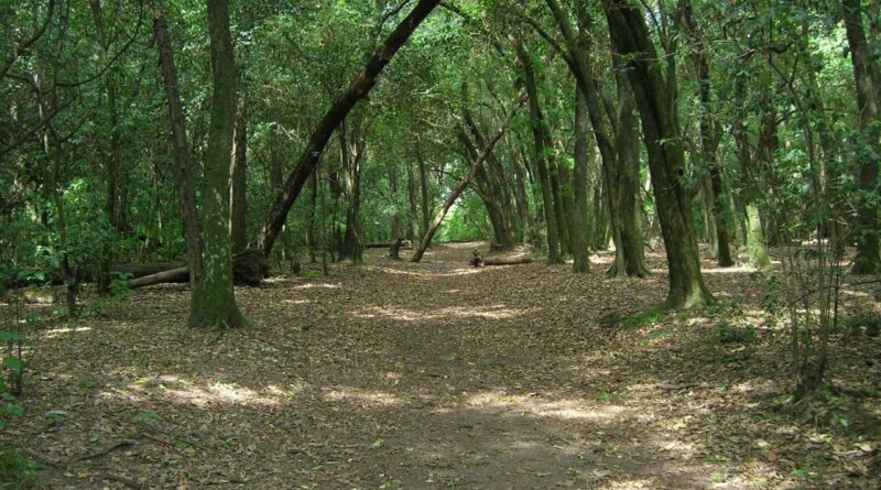 Qué árboles conviene plantar en Lomas de Zamora y cuáles pueden generar problemas  Por Sergio Lapegüe
